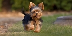 YORKIE