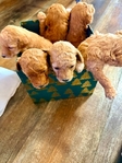 Miniature Poodle Puppies