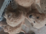 Goldendoodle