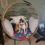 AKC registered Staffordshire Bull Terrier