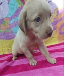 Labrador Retriever puppies