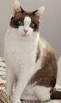 Snowshoe