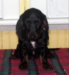 Mini Daschund puppies