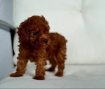 Poodle Toy AKC