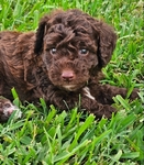 Toy Goldendoodle