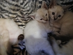 Siamese kittens