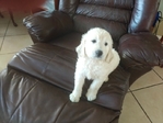 Goldendoodle