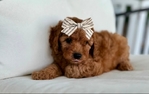Poodle (AKC Toy)