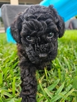 Toy Goldendoodle