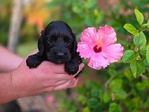 Cockapoo