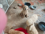 Goldendoodle