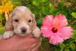 Cockapoo