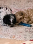 Shih-Poo