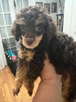Toy Poodle
