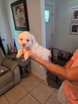 Mini Sheepadoodle