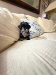 Shih-Poo