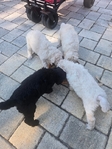Standard Poodle