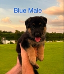 GERMAN SHEPHERD PUPPIES