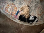Shih-Poo