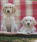 Goldendoodles