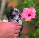 Cockapoo