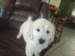 Goldendoodle