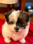 Bichon / Pom / Shih Tzu / Yorkie mix.