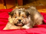 Bichon / Pom / Shih Tzu / Yorkie mix.