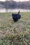 Scottish Terrier