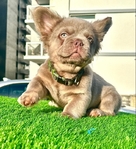 Fluffy French Bulldog