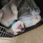 AKC registered Staffordshire Bull Terrier