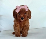 Poodle (AKC Toy)