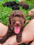 Toy Goldendoodle