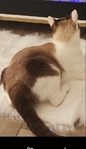 Snowshoe