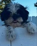 Shih-Tzu