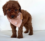 Poodle (AKC Toy)