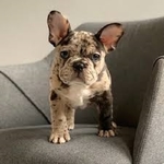 French bulldog