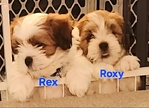Lhasa Apso