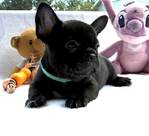 French bulldog