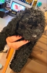 Toy/mini poodle