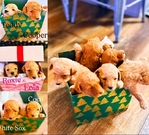 Miniature Poodle Puppies