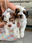 Yorkshire Terrier (Yorkie)