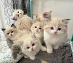 Ragdoll