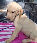 LABRADOR  RETRIEVER MALE PUPPIES