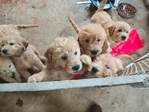 Goldendoodle