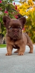French Bulldog