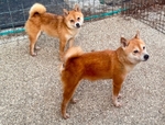 Shiba Inu