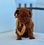 AKC Toy Poodle