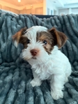 Yorkshire Terrier (Yorkie)