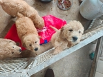 Goldendoodle